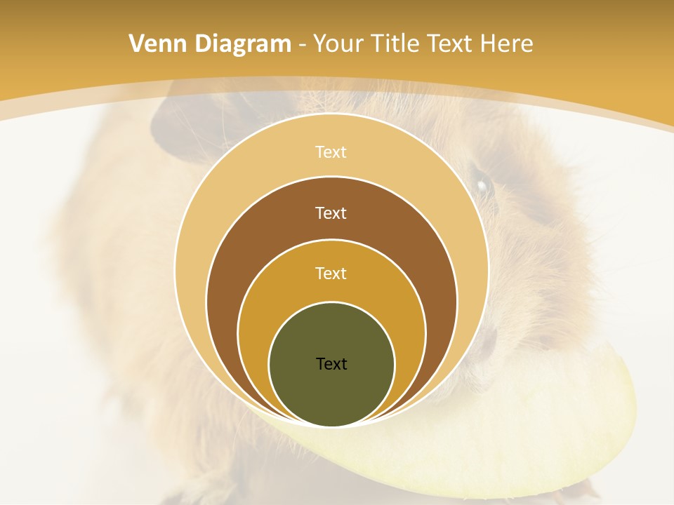 A Hamster With A Piece Of Apple In Its Mouth PowerPoint Template