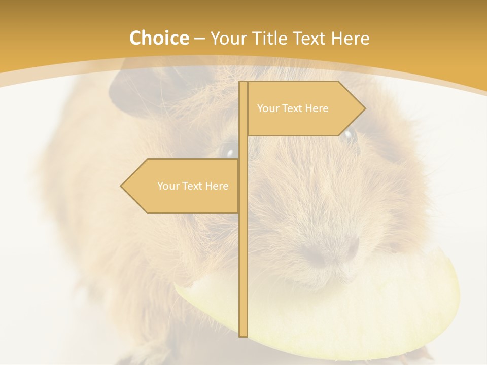 A Hamster With A Piece Of Apple In Its Mouth PowerPoint Template