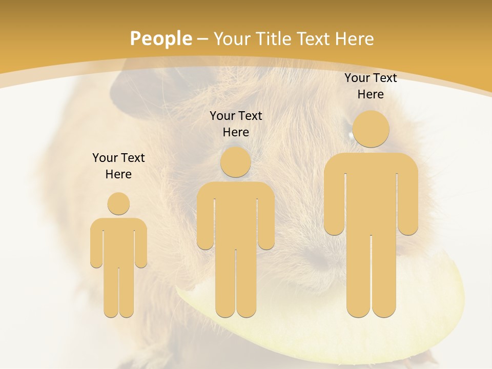 A Hamster With A Piece Of Apple In Its Mouth PowerPoint Template