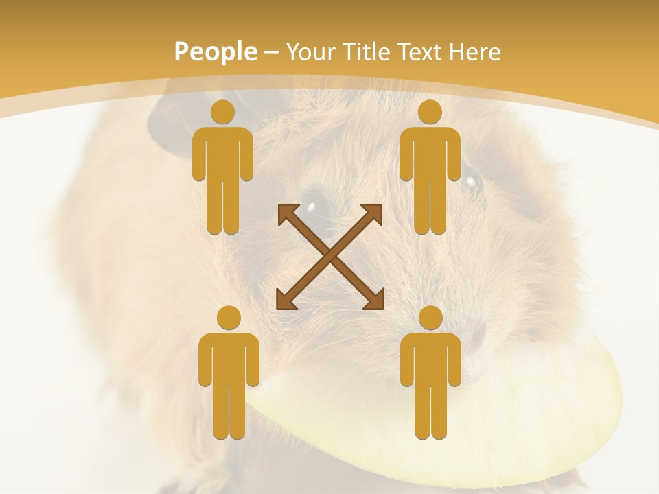 A Hamster With A Piece Of Apple In Its Mouth PowerPoint Template