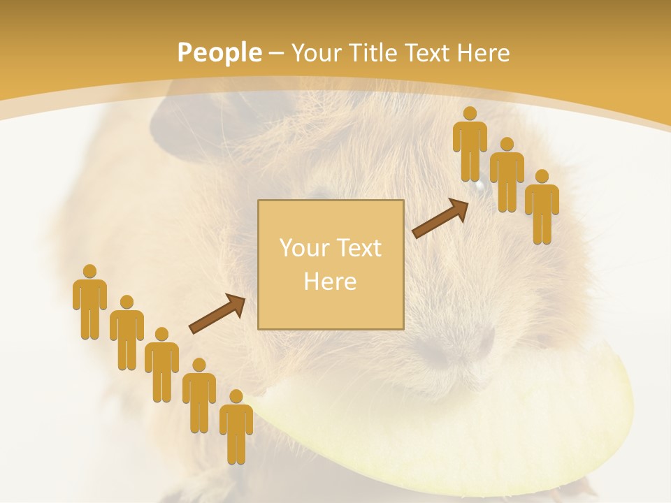A Hamster With A Piece Of Apple In Its Mouth PowerPoint Template