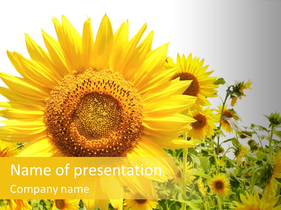 Season Flower Growth PowerPoint Template