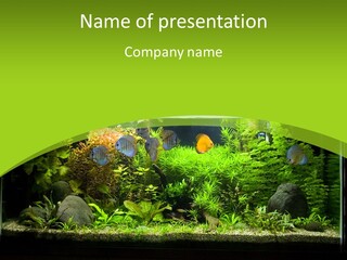 Underwater Fish Bright PowerPoint Template