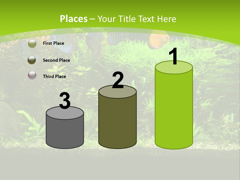 Underwater Fish Bright PowerPoint Template