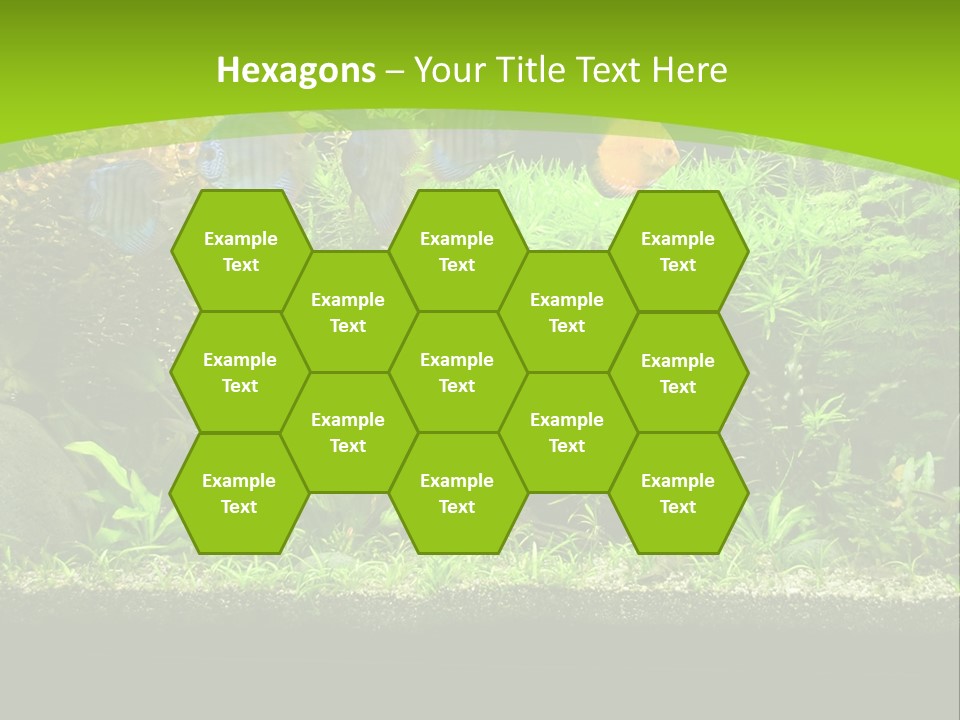 Underwater Fish Bright PowerPoint Template