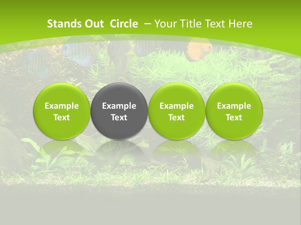 Underwater Fish Bright PowerPoint Template