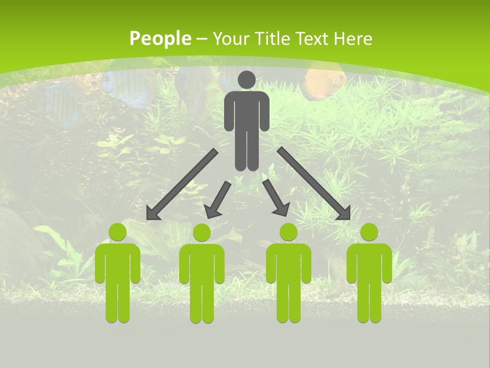 Underwater Fish Bright PowerPoint Template