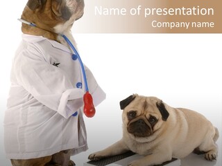 Adorable Scales Purebred PowerPoint Template