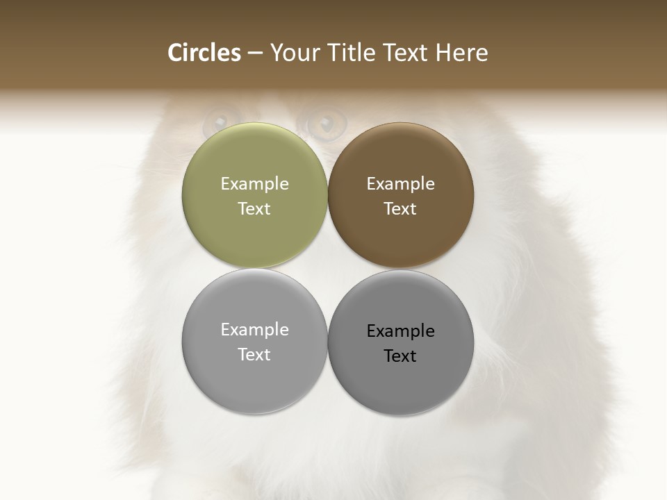 A Brown And White Cat Sitting On Top Of A Table PowerPoint Template