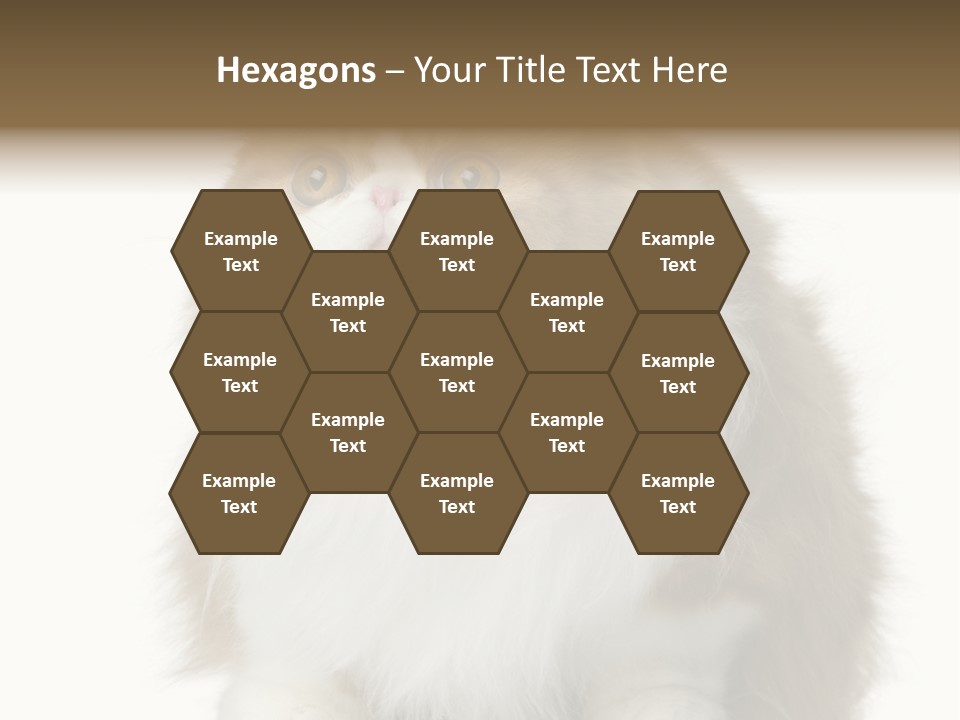 A Brown And White Cat Sitting On Top Of A Table PowerPoint Template