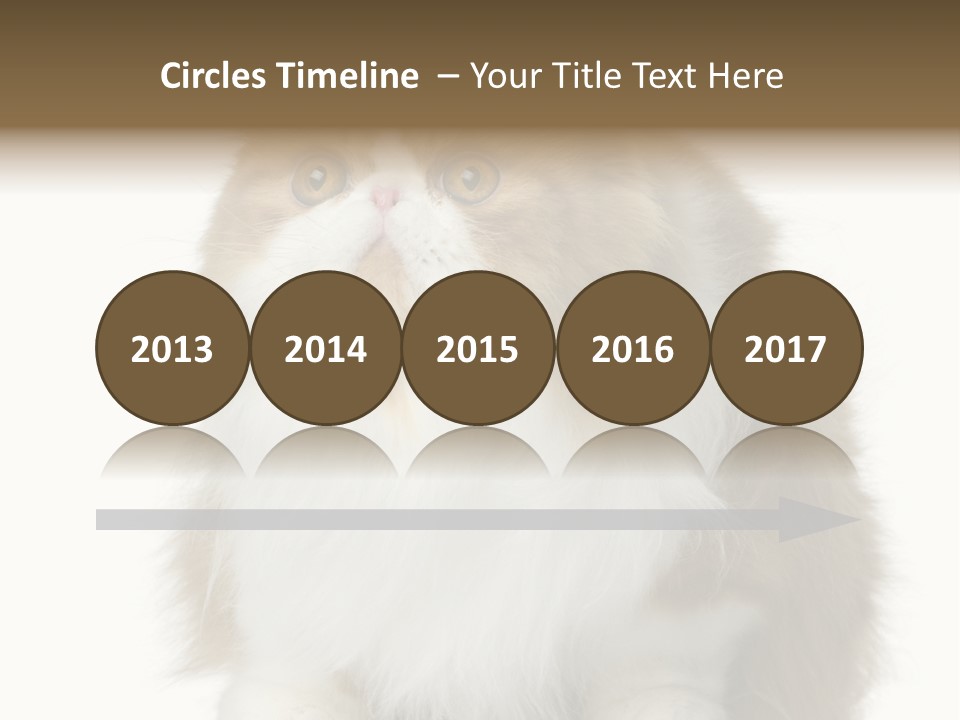 A Brown And White Cat Sitting On Top Of A Table PowerPoint Template