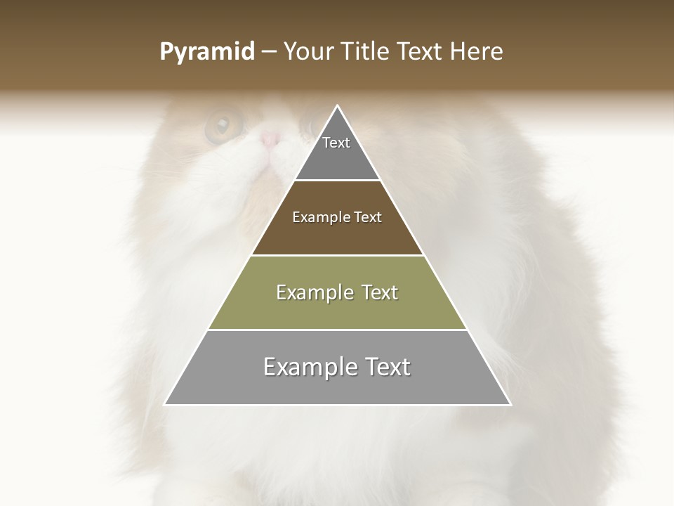 A Brown And White Cat Sitting On Top Of A Table PowerPoint Template