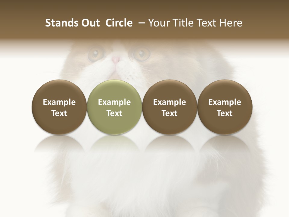 A Brown And White Cat Sitting On Top Of A Table PowerPoint Template
