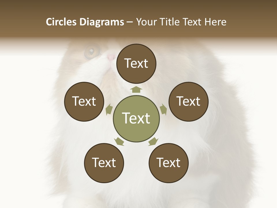 A Brown And White Cat Sitting On Top Of A Table PowerPoint Template