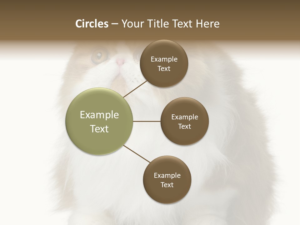 A Brown And White Cat Sitting On Top Of A Table PowerPoint Template