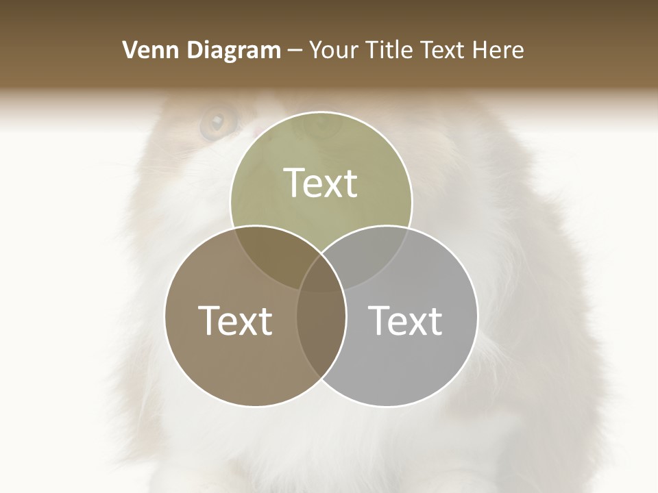 A Brown And White Cat Sitting On Top Of A Table PowerPoint Template