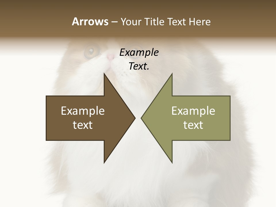 A Brown And White Cat Sitting On Top Of A Table PowerPoint Template