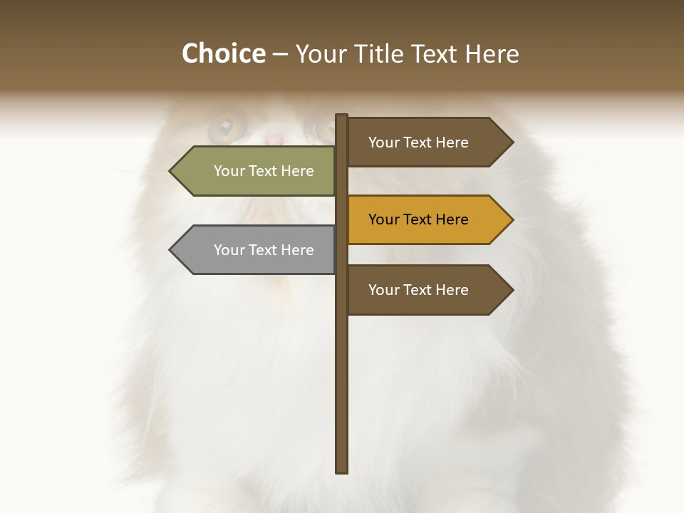 A Brown And White Cat Sitting On Top Of A Table PowerPoint Template
