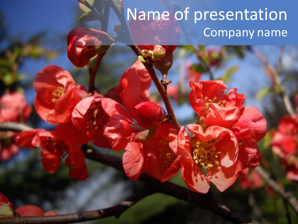 A Branch Of A Flowering Tree With Red Flowers PowerPoint Template