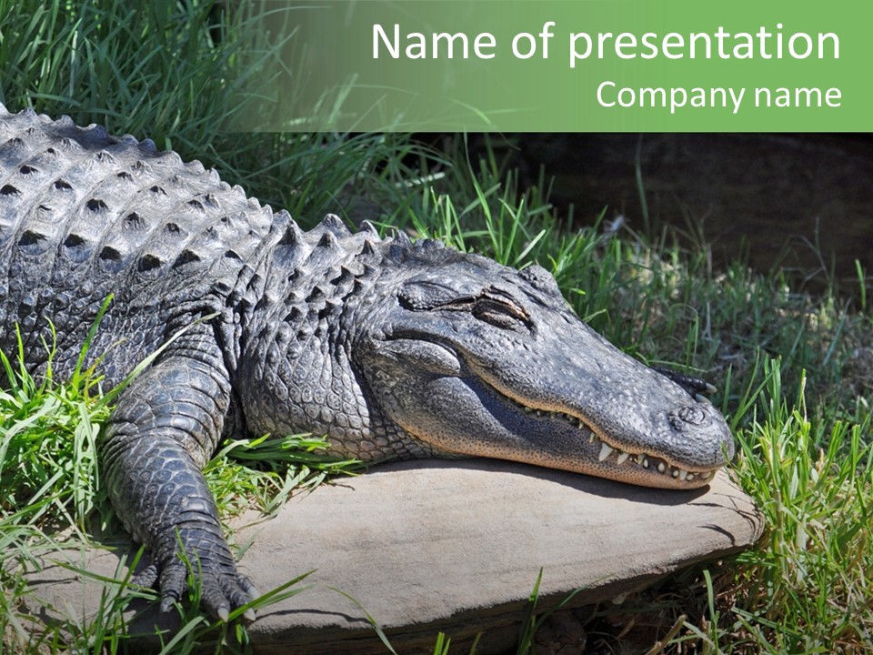 Crocodile PowerPoint Template