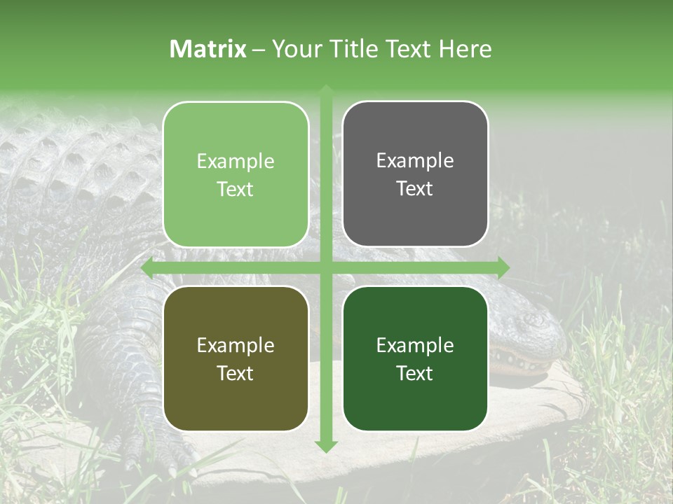 Crocodile PowerPoint Template