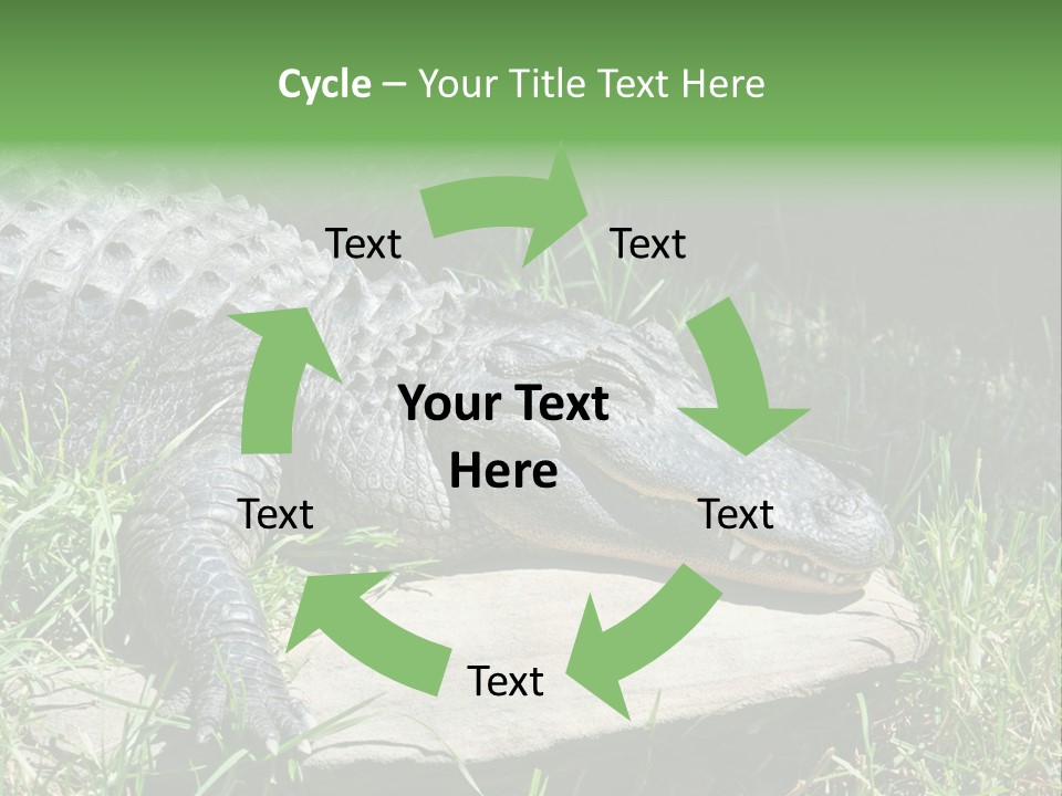 Crocodile PowerPoint Template