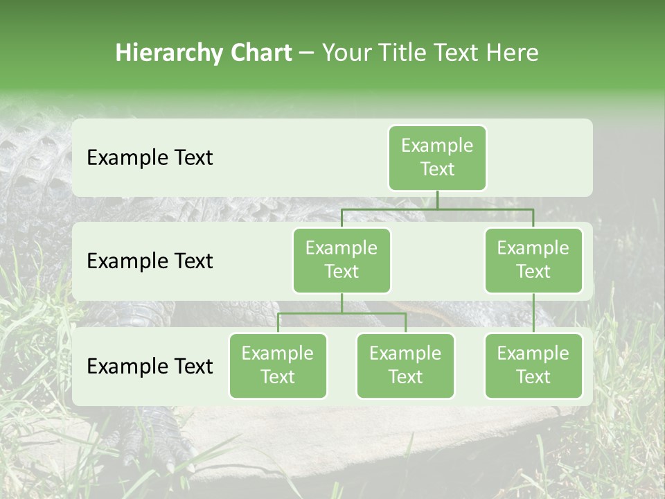 Crocodile PowerPoint Template