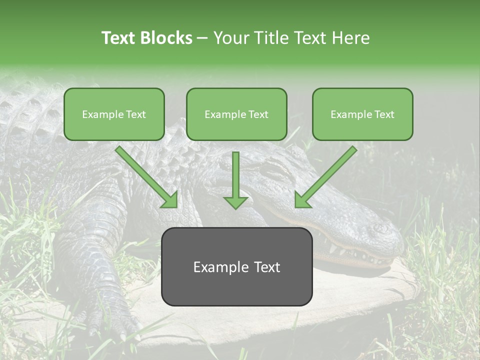 Crocodile PowerPoint Template