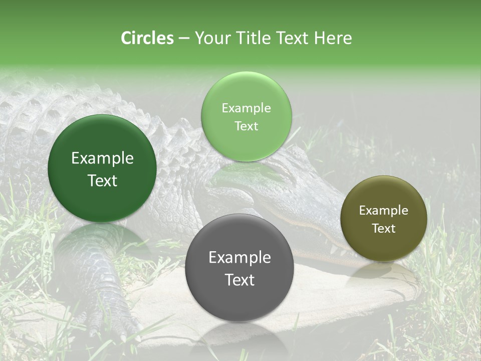 Crocodile PowerPoint Template