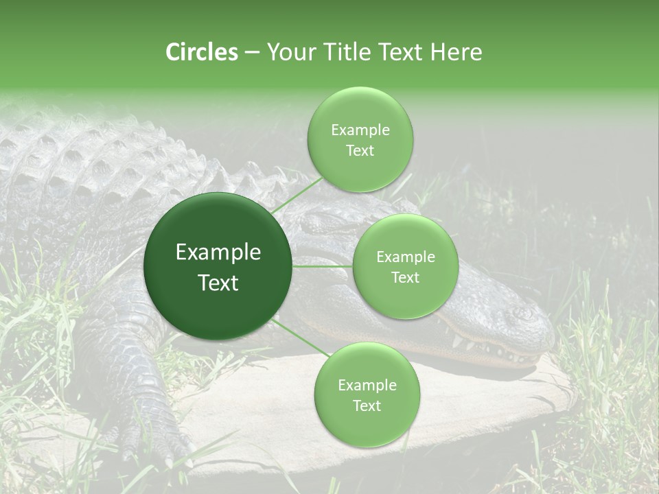 Crocodile PowerPoint Template