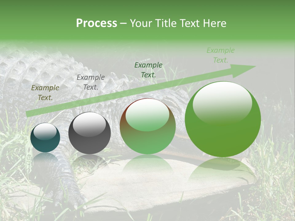 Crocodile PowerPoint Template