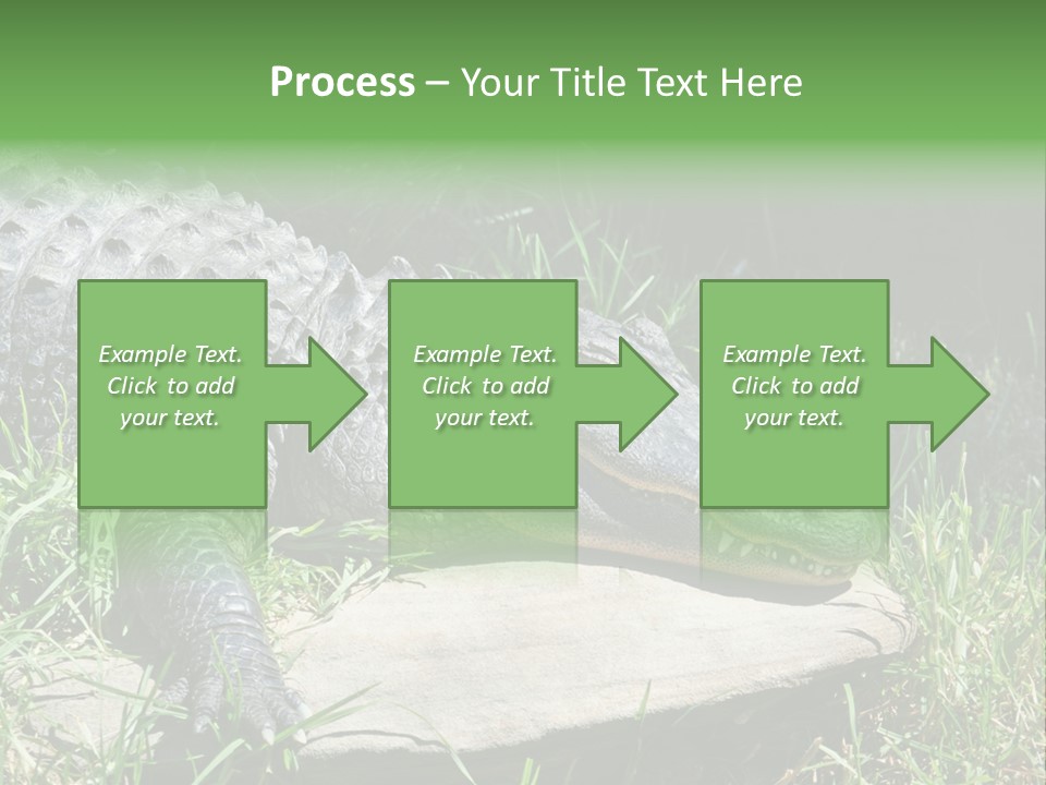 Crocodile PowerPoint Template