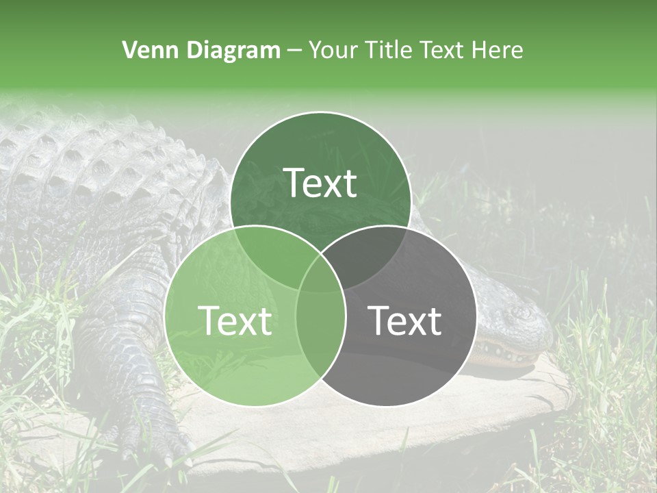 Crocodile PowerPoint Template