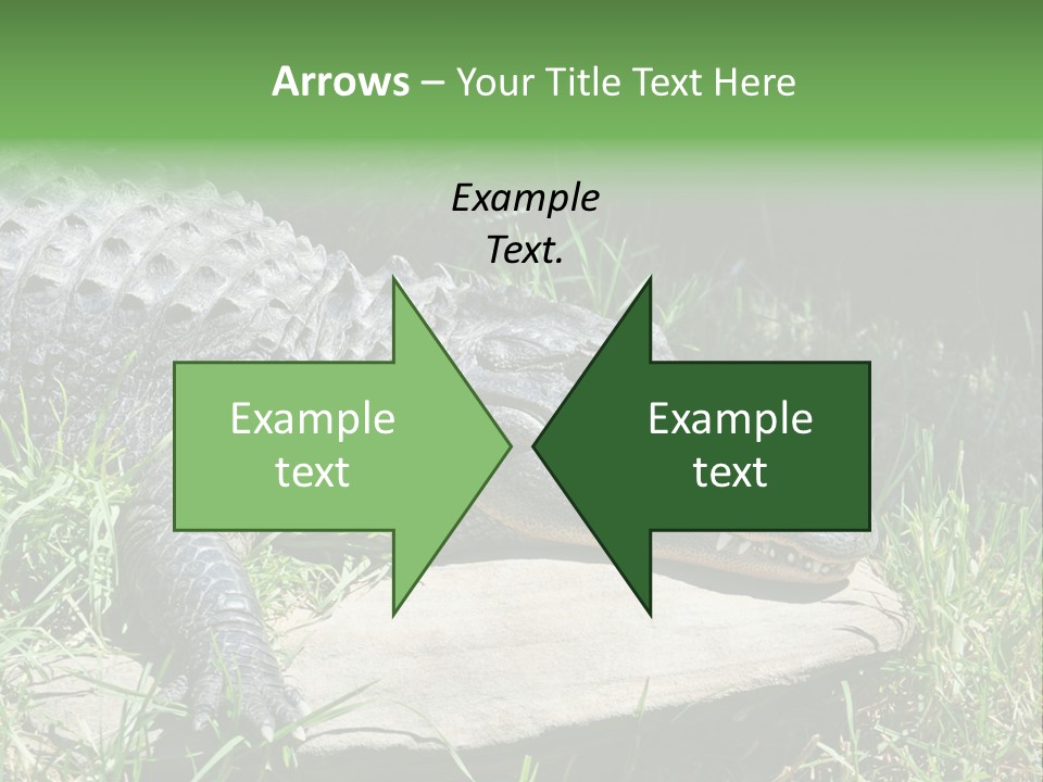 Crocodile PowerPoint Template