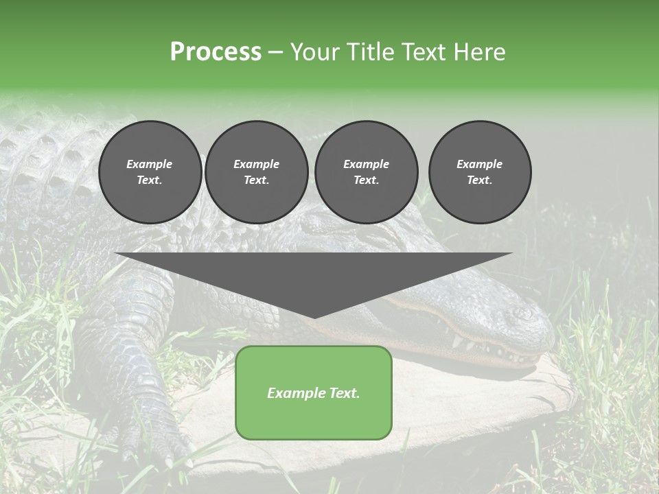Crocodile PowerPoint Template