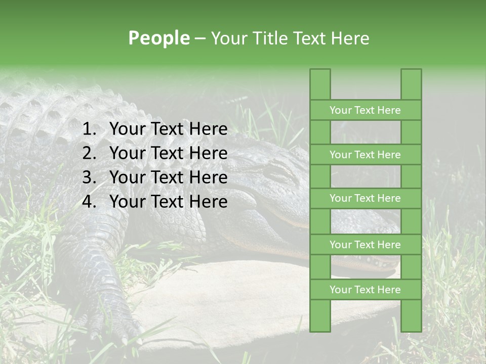 Crocodile PowerPoint Template