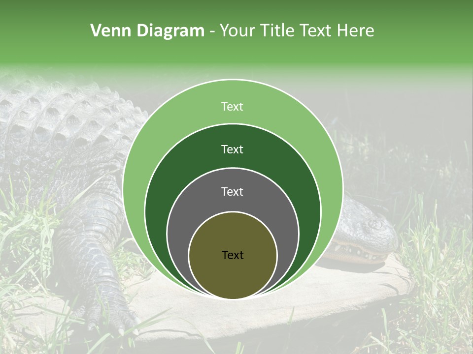 Crocodile PowerPoint Template