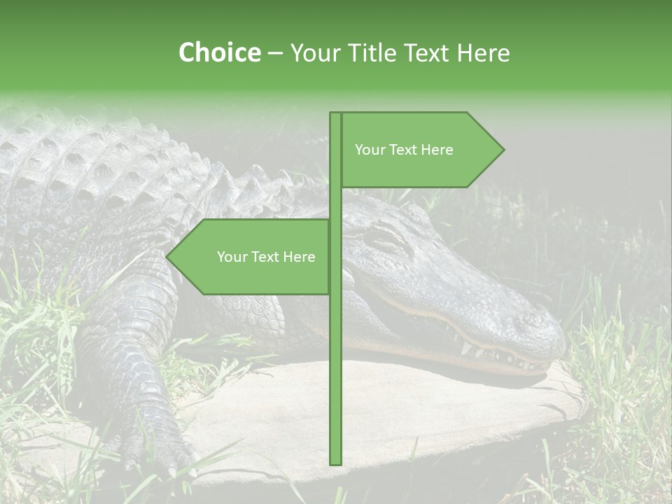 Crocodile PowerPoint Template