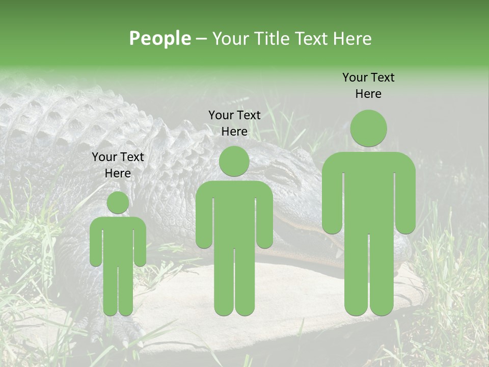 Crocodile PowerPoint Template