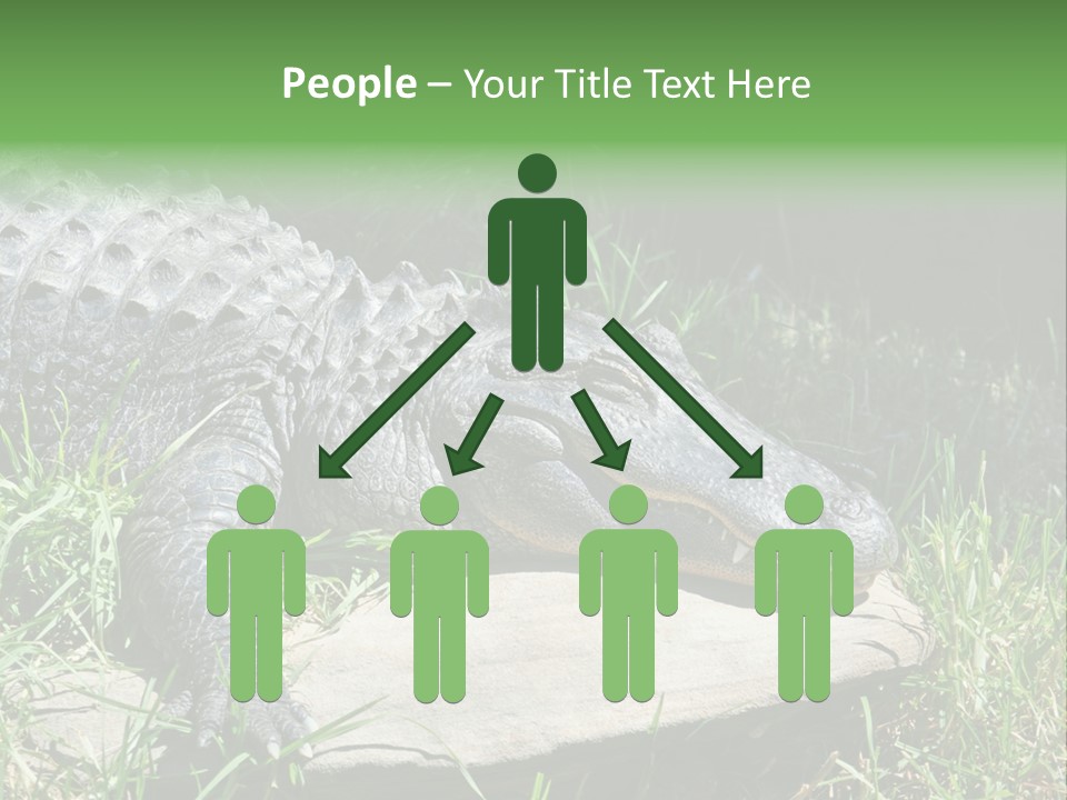 Crocodile PowerPoint Template