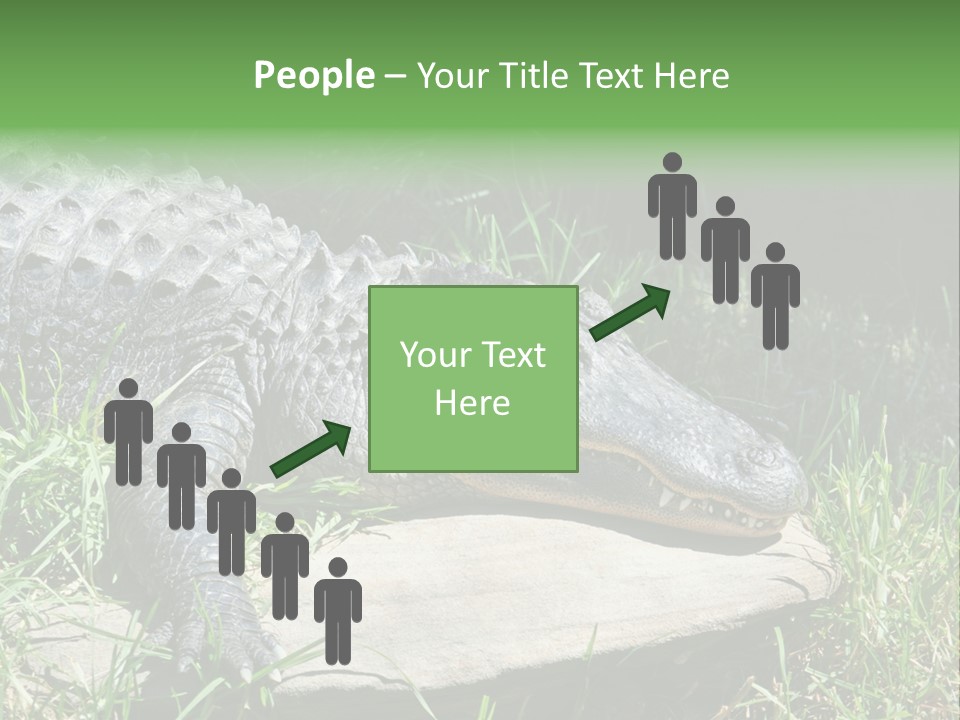 Crocodile PowerPoint Template