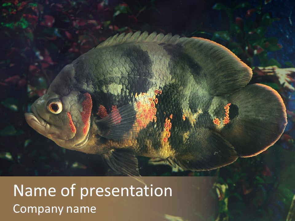 A Large Fish In An Aquarium Powerpoint Presentation PowerPoint Template