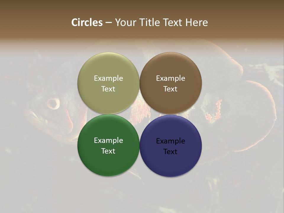 A Large Fish In An Aquarium Powerpoint Presentation PowerPoint Template