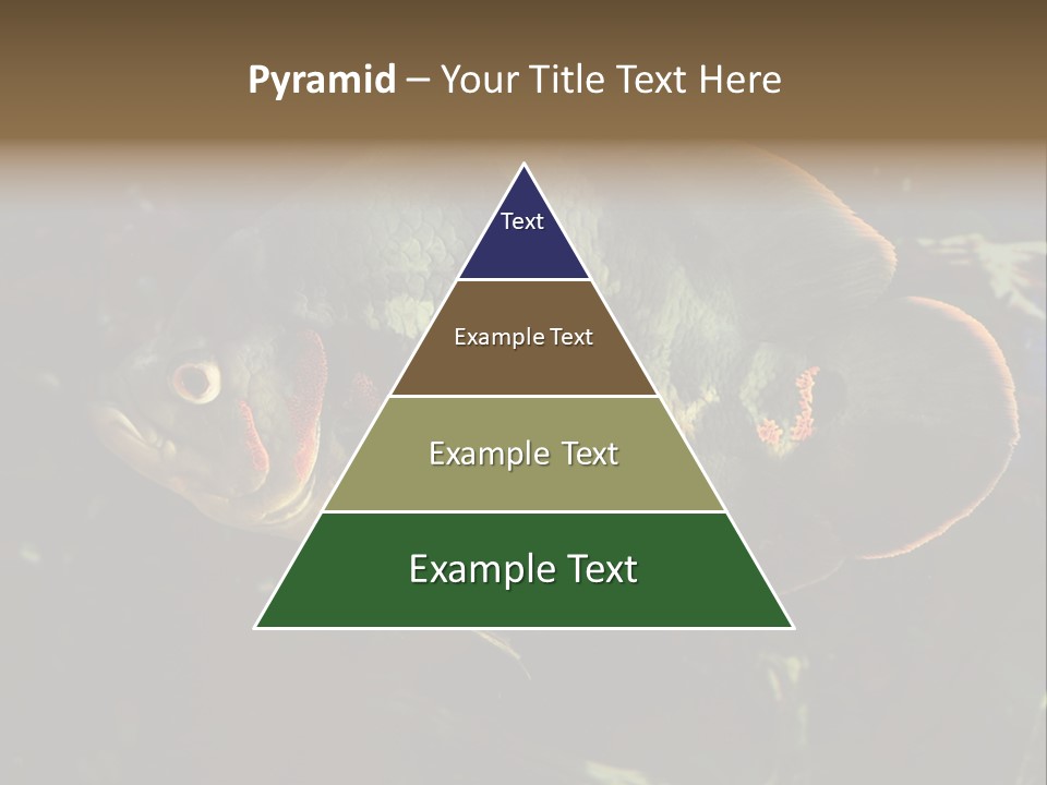 A Large Fish In An Aquarium Powerpoint Presentation PowerPoint Template