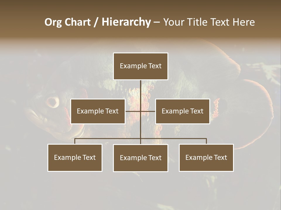 A Large Fish In An Aquarium Powerpoint Presentation PowerPoint Template