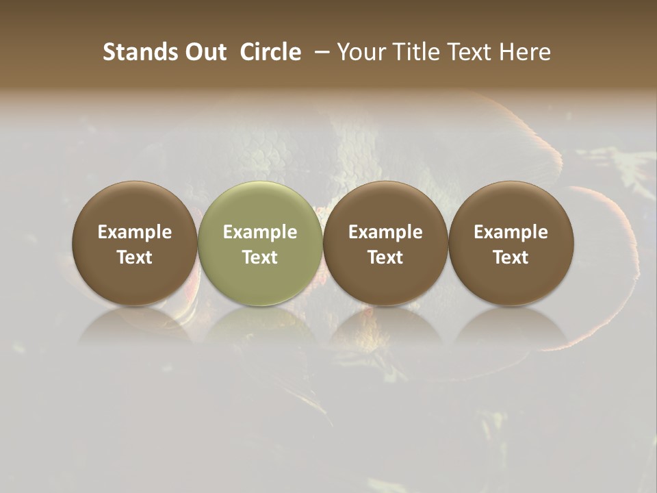 A Large Fish In An Aquarium Powerpoint Presentation PowerPoint Template