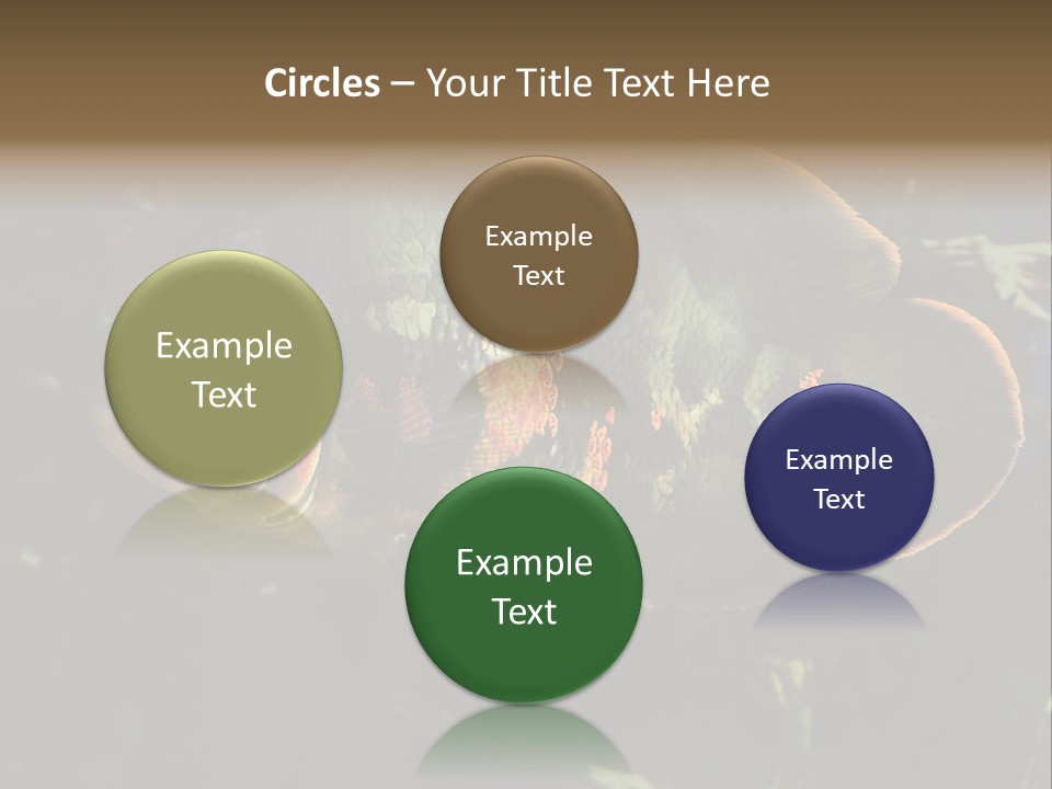 A Large Fish In An Aquarium Powerpoint Presentation PowerPoint Template