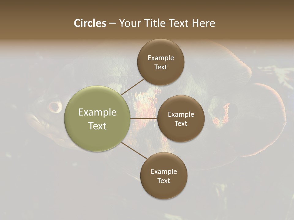 A Large Fish In An Aquarium Powerpoint Presentation PowerPoint Template