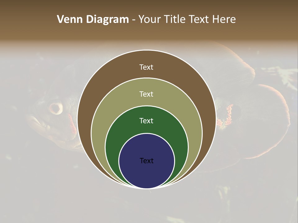 A Large Fish In An Aquarium Powerpoint Presentation PowerPoint Template