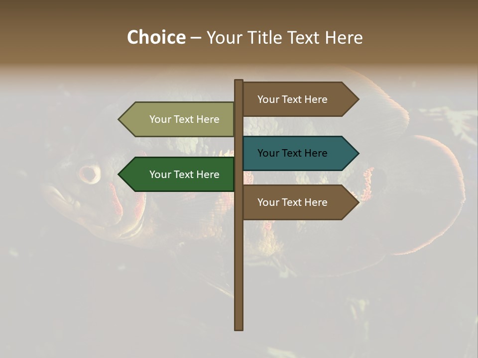 A Large Fish In An Aquarium Powerpoint Presentation PowerPoint Template